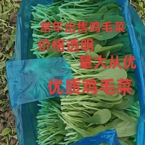 鸡毛菜全国发货品质保证欢迎联系对接批发市场商超