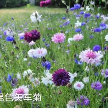 矢车菊花种四季易种活蓝色矢车菊种子室外庭院绿化耐寒花