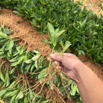 非洲茉莉扦插苗，大量低价出售
