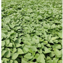 自家种植红薯叶，品质好，价格优