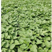 自家种植红薯叶，品质高，价格好