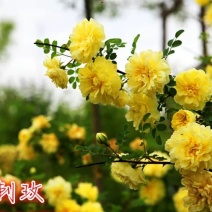 黄刺梅床苗分栽苗规格齐全提供发票
