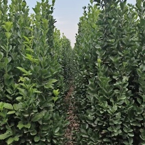 北海道黄杨树苗庭院围墙冬青耐寒大叶植物万年青丛生四季长青