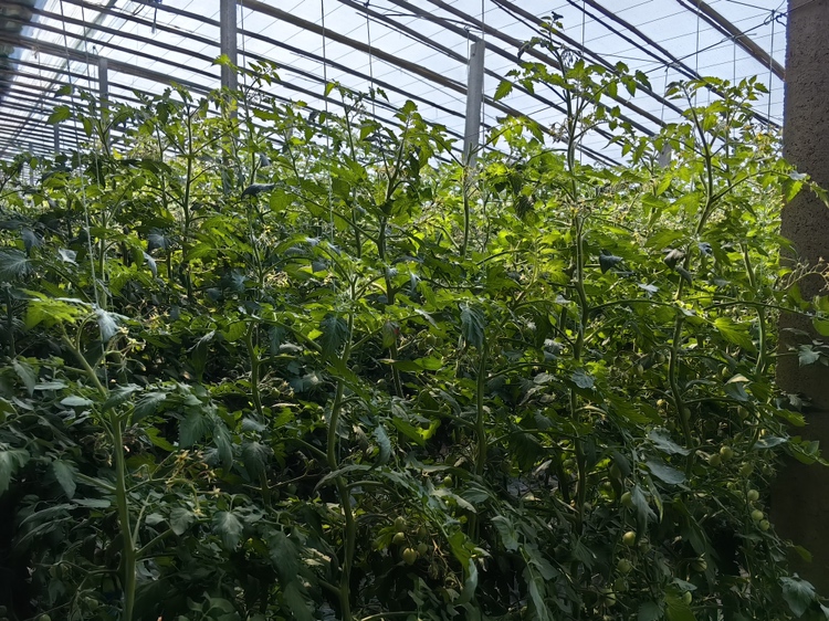 圣女果大棚种植现场