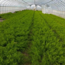 山东菏泽芦笋苗，绿如意绿宝石翡翠明珠鑫航育6号大量供应
