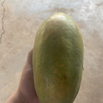 红心木瓜
