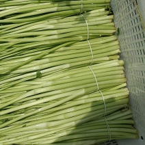 【水芹】江苏精品芹菜旱芹量大从优对接各大社区商超
