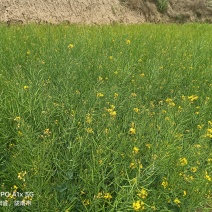 油菜籽
