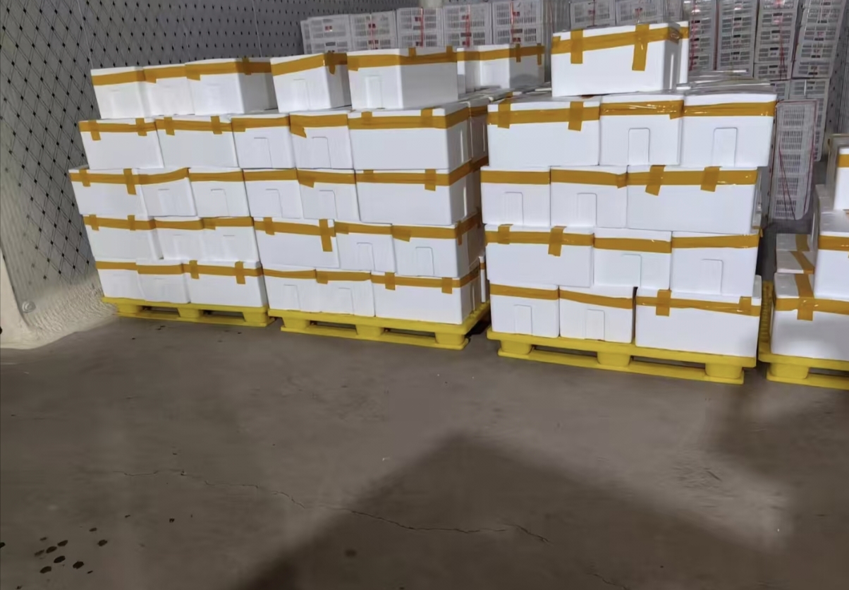 家庭自制蒜黄避光培养装置示意图