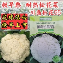 正品欧兰德川岛松花55花菜种子耐热早熟青梗小米粒耐高温花