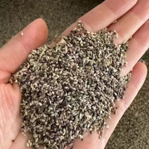 狗尾巴草种子孑野草种杂草种籽狗尾草种耐旱绿化观赏草籽护坡