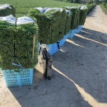 【推荐】大叶韭菜大量供应产地直发量大从优欢迎来电
