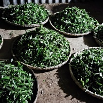普洱古树茶