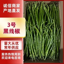 3号线椒（二靳条）线椒现货供应需要的老板联系
