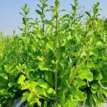 九杞叶菜