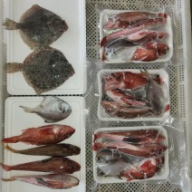 海杂鱼（红石斑鱼+银鲳鱼+红娘鱼+多宝鱼）1.5斤/盘！