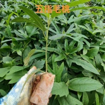 【推荐】广西五指毛桃苗/基地直发/视频看货/技术指导/