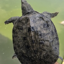 黑花甲鱼