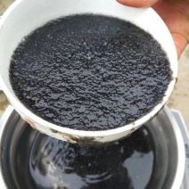 黄颡鱼苗水花，黄辣丁水花，黄骨鱼水花。体质好，存活率高。