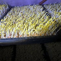 精品水培芽苗菜豌豆苗，可供应商超，供应链