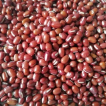 当年红小豆，食品级，过簺，50公斤装，10吨起