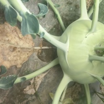 大量批发苤蓝