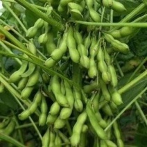 江苏毛豆大量上市，颗粒饱满颜色翠绿，毛豆行大嫩翠绿饱满