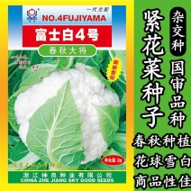 富士白4号春秋大将花椰菜种子花菜种子紧实雪白抗病