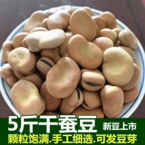 干蚕豆今年新货生蚕豆新蚕豆胡豆农家自产新货新鲜蚕豆