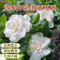 栀子花盆栽开花浓香型花卉植物室内阳台水培绿植四季【不带花苞】