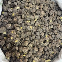 金龟球果土阳参土洋参批发