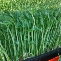 河北豌豆苗芽苗类新鲜上市麻豌豆苗活体豌豆苗去根