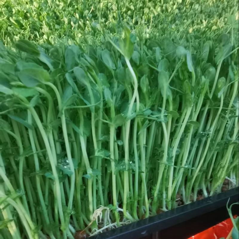 河北豌豆苗芽苗类新鲜上市麻豌豆苗活体豌豆苗去根
