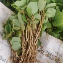 马褂木芽苗