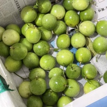 百香果钦蜜。9号