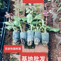 云南大花玫瑰种苗，无纺布袋杯苗，颜色多，品种多，