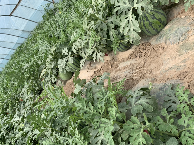 南汇8424西瓜种植基地航拍图