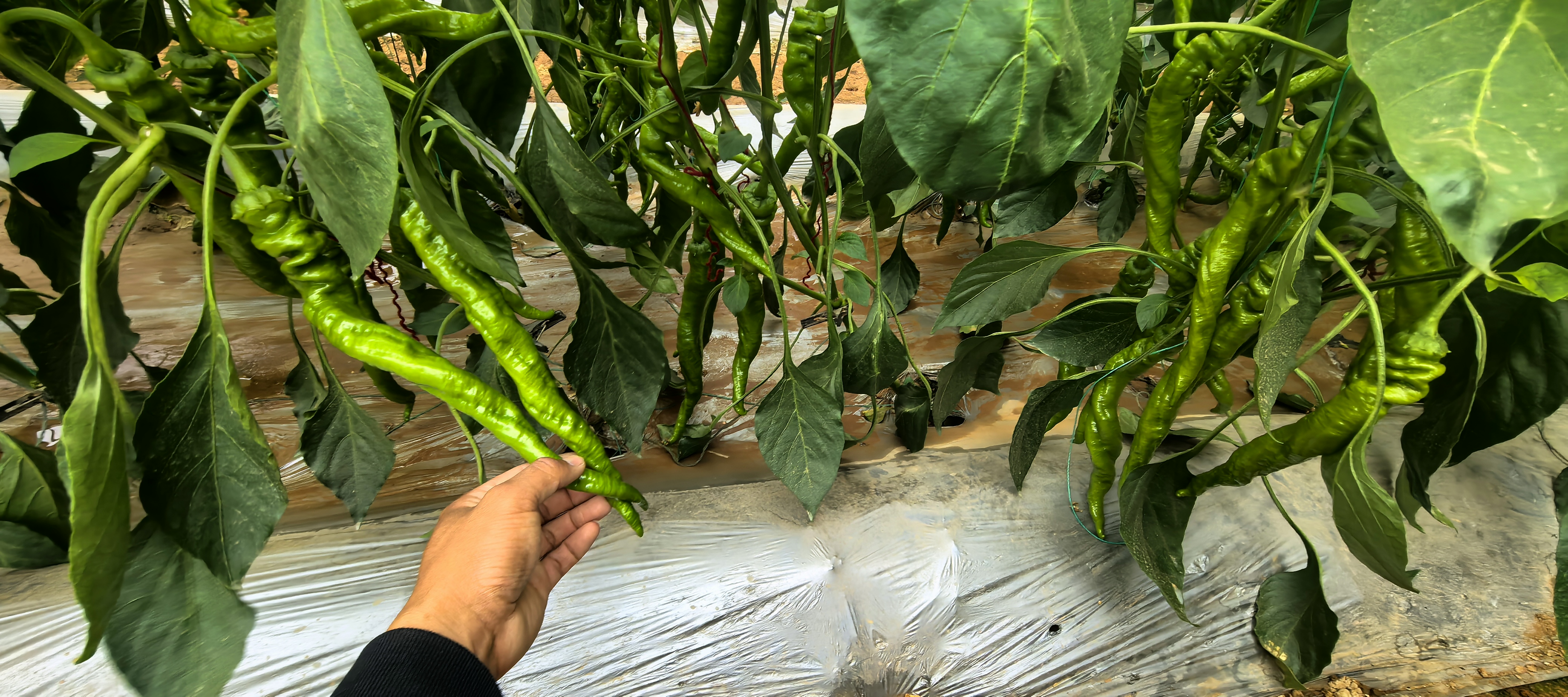 展示一群游客在螺丝椒基地中体验采摘活动,手持竹篮,笑容满面,背景是成熟的辣椒植株 游客在螺丝椒基地体验采摘活动