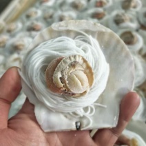 粉丝扇贝海鲜自助烧烤食材半壳扇贝