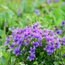 紫花地丁种子多年生花种籽子野堇菜花籽春秋易活地被覆绿耐寒