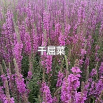 千屈菜种子宿根观赏花卉湿地鱼池河道庭院水枝柳水柳对叶莲花