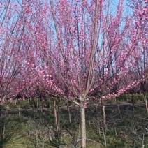 红梅树3-18公分，基地大量批发，各种规格品种都有