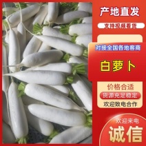 山东白萝卜大量上市，莱西白萝卜品质好，价格实惠，欢迎咨询