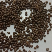 苏麻苏子榨油喂鸟净货灰色出油率40%左右大量批发白苏也有