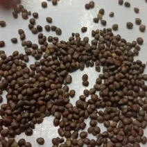 苏子苏麻做食品榨油喂鸟🐦过风过筛干净批发
