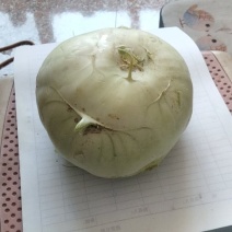 苤蓝