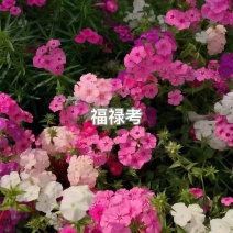福禄考花种籽子四季播种开花好养活室内室外阳台花卉盆栽玫瑰