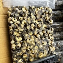 花螺肉捞汁小海鲜食材海螺肉螺肉！！！！！！！凤螺肉香螺肉