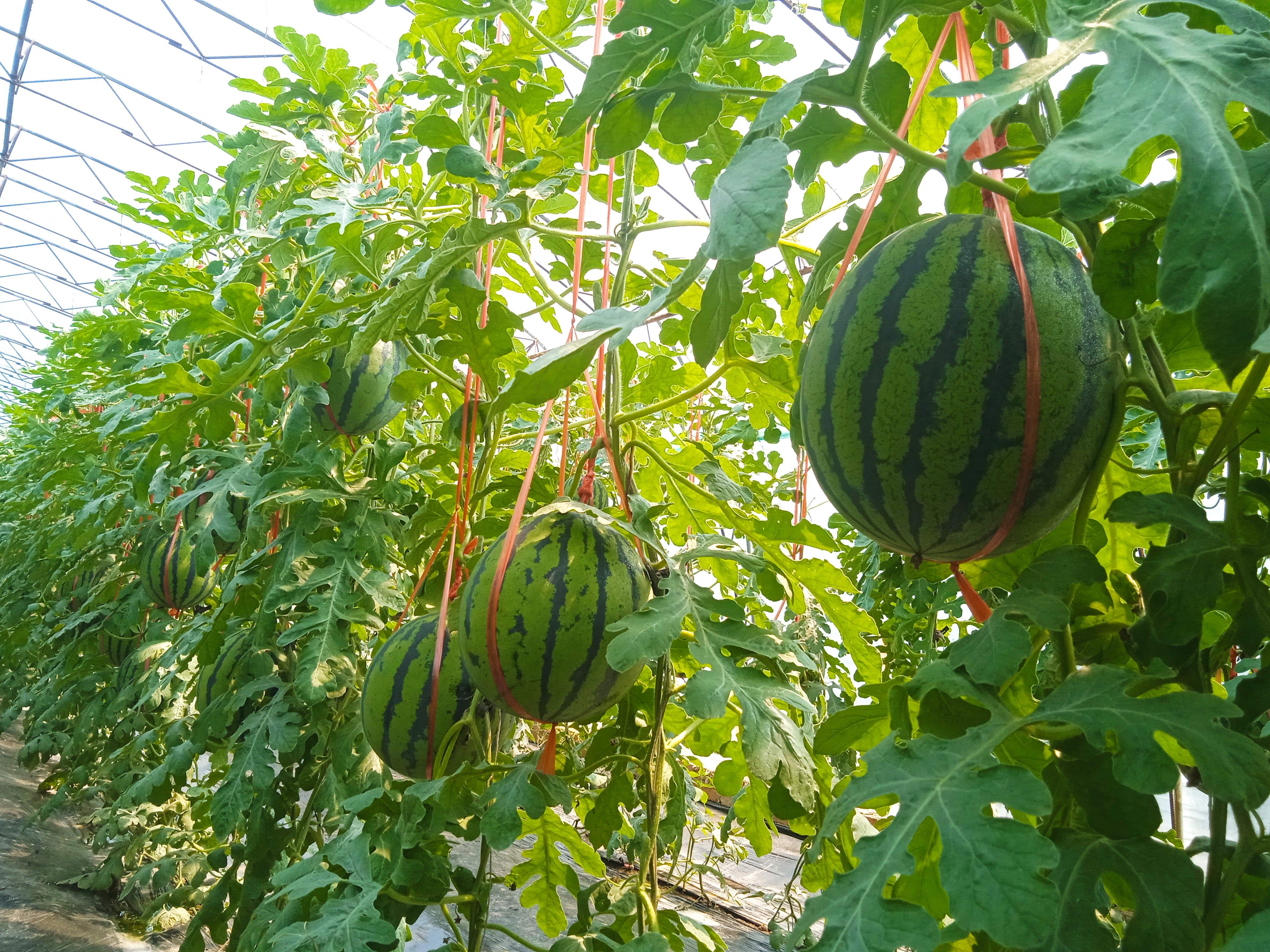 甜王西瓜种子催芽过程特写