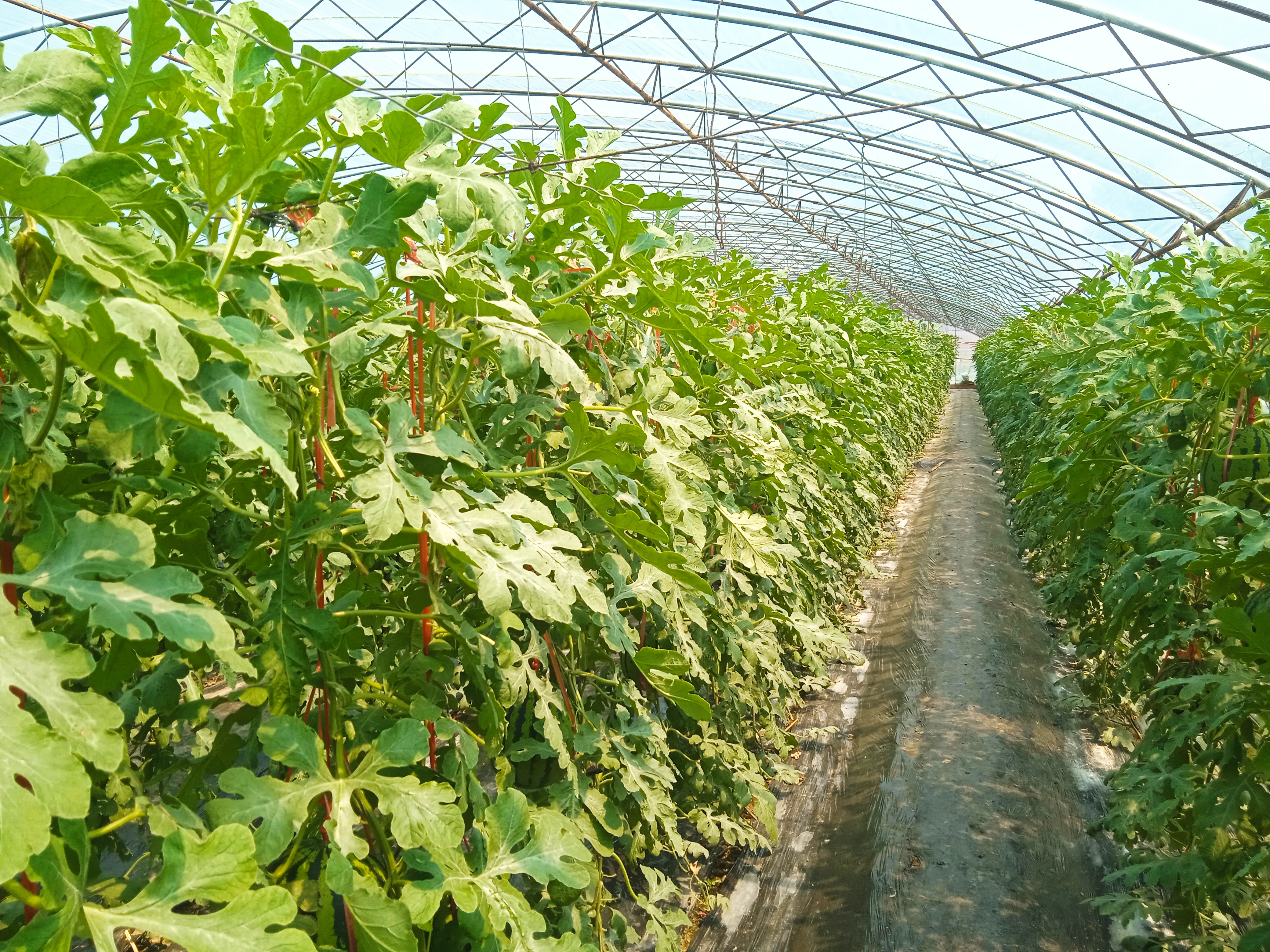 苏蜜518甜王西瓜田间生长实景